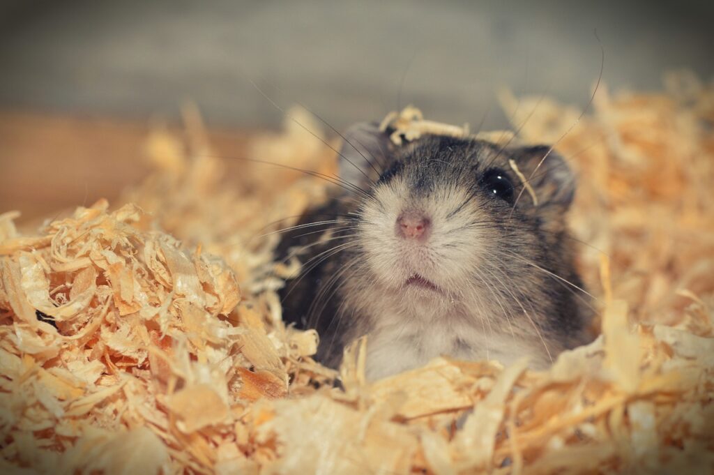 hamster, animal, rodent-3878853.jpg